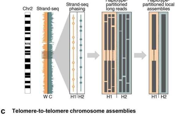 Generate Genome Assemblies Using Long Sequencing Reads
