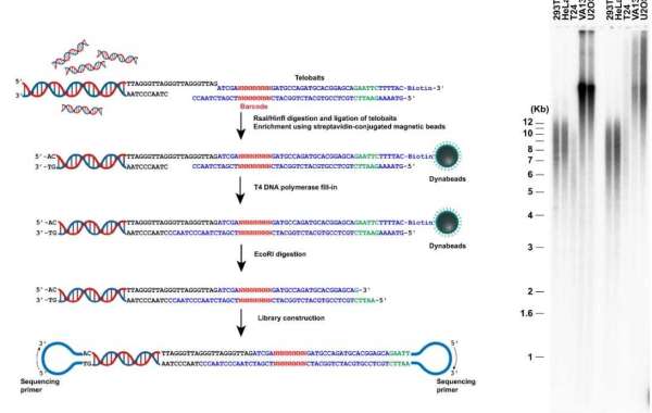 PacBio SMRT Sequencing for Human Telomere Sequence