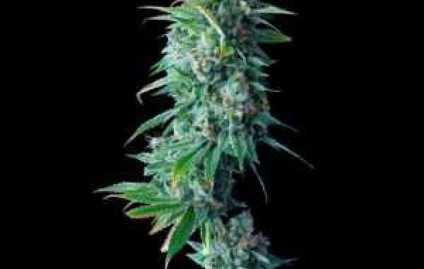 Premium Cannabis Seeds for Sale at The Clone Conservatory