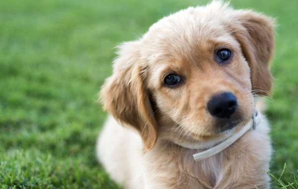 Golden Retriever Puppies For Sale: Finding Your New Furry Friend