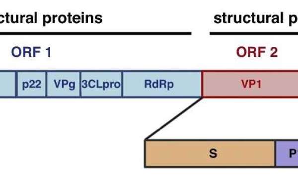 Norovirus VLP Antigens to Support Vaccine Research