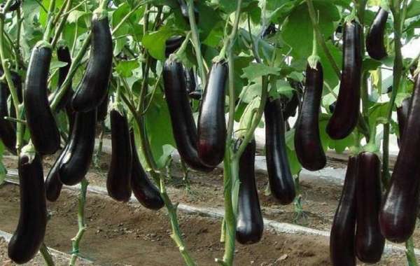 Detailed Project Report on Eggplant processing Plant: Business Plan and Requirements