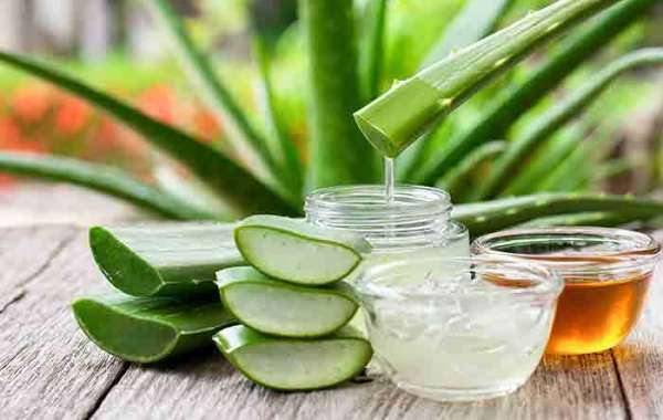 Detailed Project Report on Aloe Vera processing Plant: Business Plan and Requirements