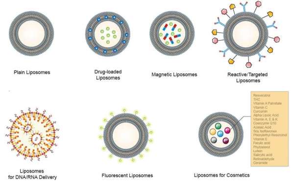 Customized Liposomes for Targeted Delivery