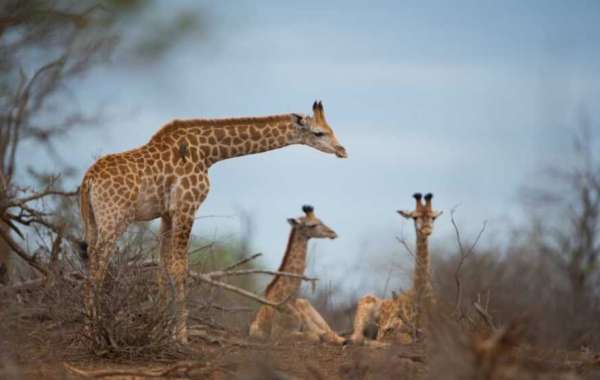 Unforgettable Memories: Tanzania Luxury Safaris