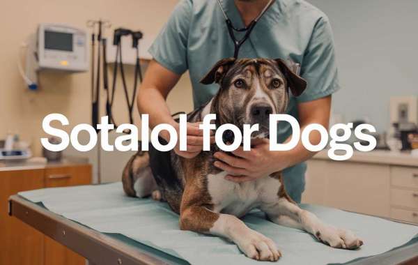 Sotalol: A Safe and Effective Heart Medication for Dogs