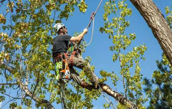 Why You Should Hire an ISA Certified Arborist for Your Tree Care Needs