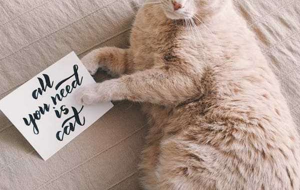 The Purrfect Gift: Exploring the World of Cat Cards