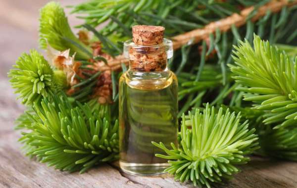 Fragrant Pine Needles: A Treasure from Nature for Health and Beyond