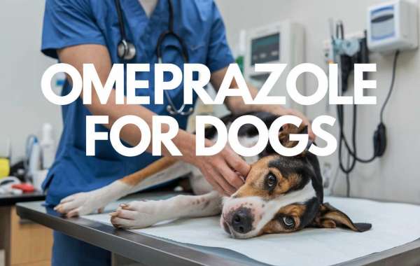 Understanding Omeprazole for Dogs