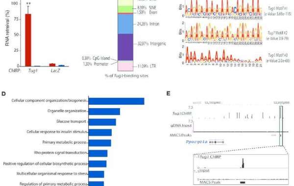 ChIRP and ChIRP-Seq Techniques in Studying Gene Expression Regulation