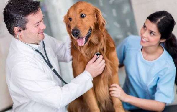 Is Amlodipine Besylate the Right Medication for Your Dog?