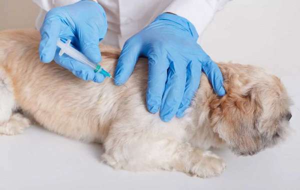 Understanding the Importance of Fludrocortisone Acetate in Canine Health